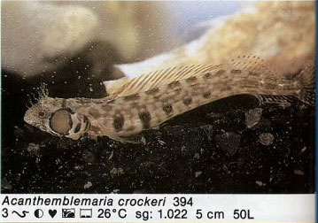 Acanthemblemaria crockeri